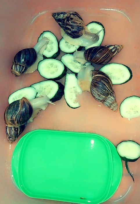 Улитки Ахатинки Ахатинка