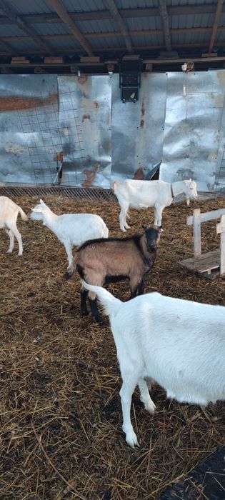 Tapisor alpin de 9 luni.