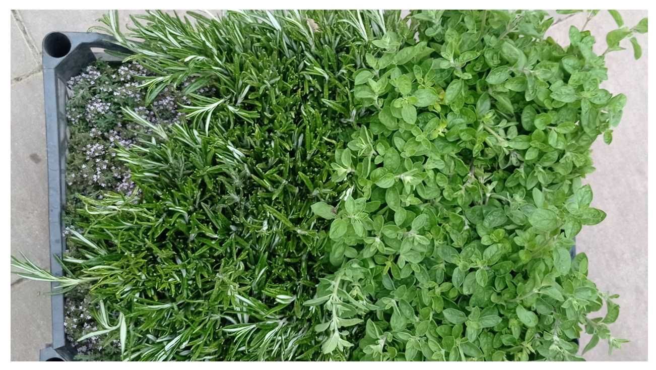 salvie menta oregano rozmarin cimbrisor