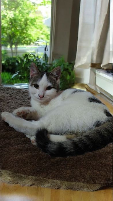 Oʻgʻil bola mushuklar tugʻma sichqon ovchilari