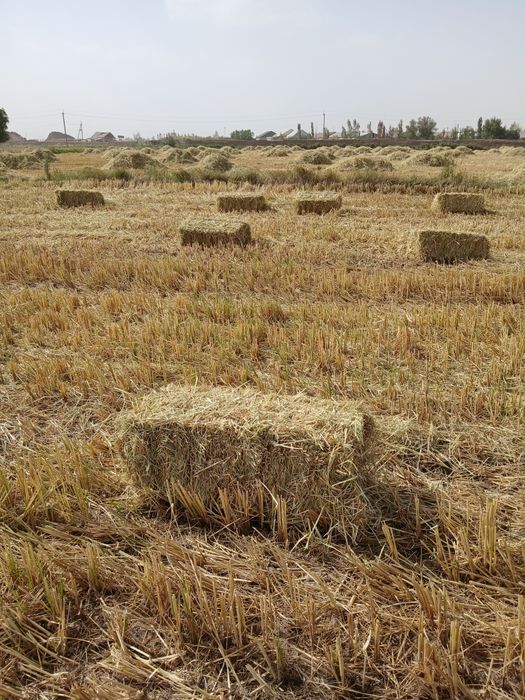 Сомон прес Лазер  шолиники сотилади