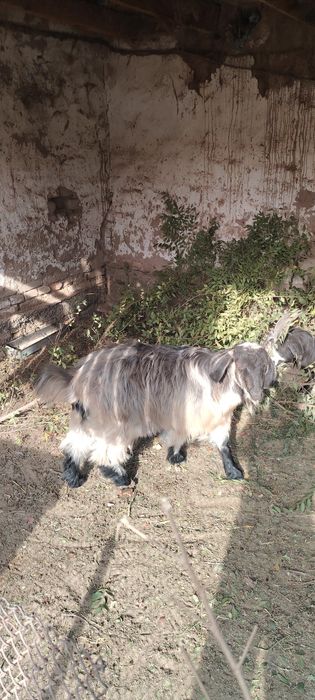 Серкелер сатылады