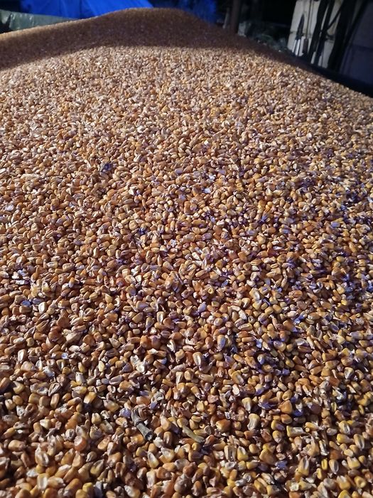 Porumb boabe si floarea soarelui 2025