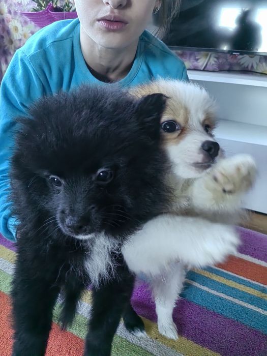 Мини шпиц/померан женски