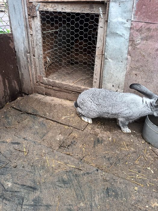 Vînd sau schimb cu găini iepuri