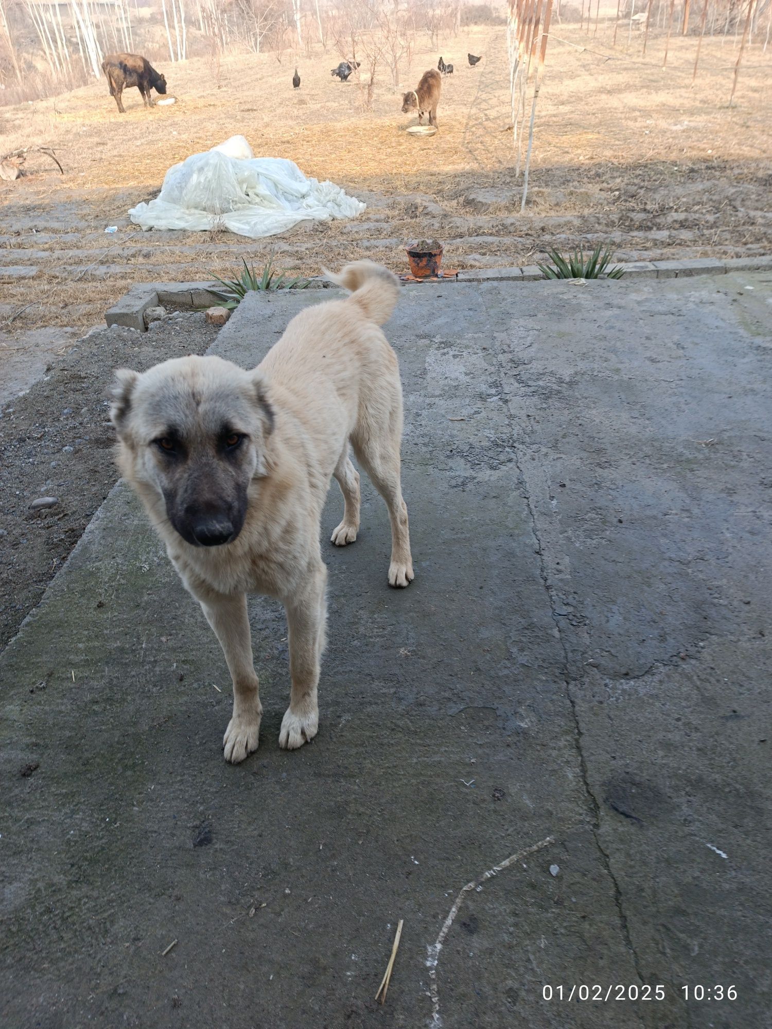 It toza Kangal 5 oylik kuchik