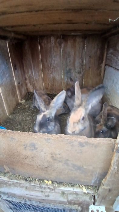 Vand pui de iepuri rex si corcituri din rex cu secuiesc