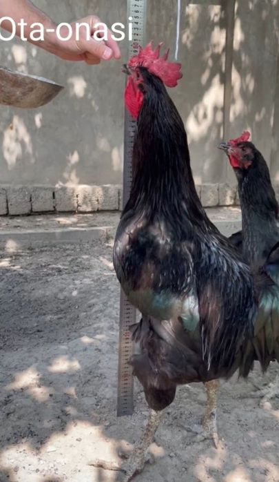 Gegant Qora shaxzoda toza qon Svetliviy BRAMMA jo'jalari bor 30 kunlid