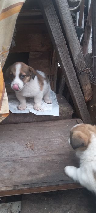 Подарю красивых щенков .г.Рудный