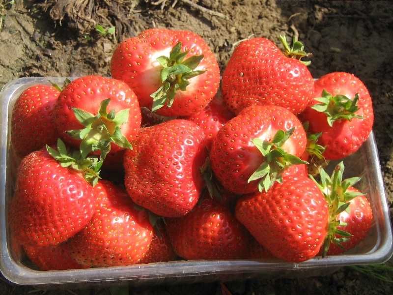Stoloni capsuni remontanti, zmeura remontanta, smochin de la 0,60 lei.