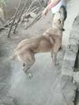 Alabay tozasi rasiyadan obkelingan yoshi 2 yosh ..12