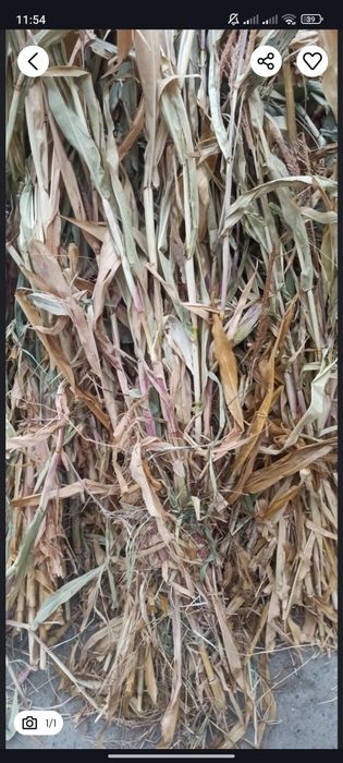 Makka poya sotladi 7000sum bogʻi katta katta