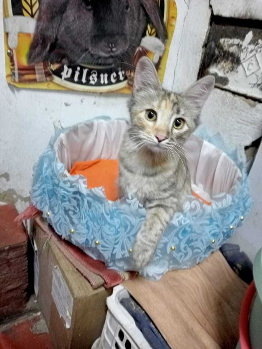 КЛАССНЫЙ котёнок Девочка активная 2 месяца , мышам и крысам КОНЕЦ