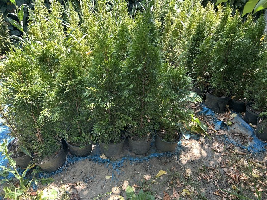 Tuia Smaragd la ghiveci de la Producator jud. Cluj