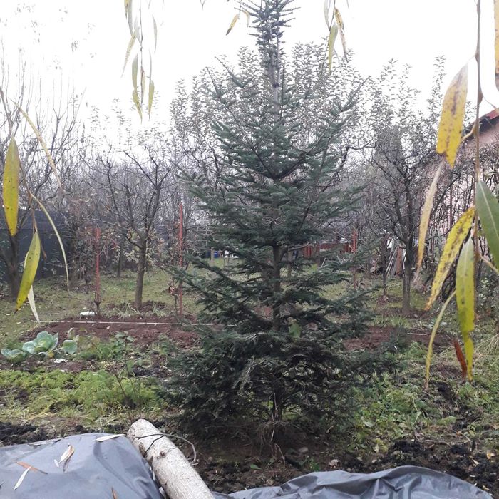 Brad auriu 3m inaltime