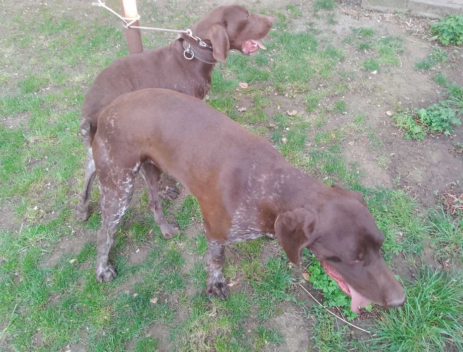 Продавам ловно куче