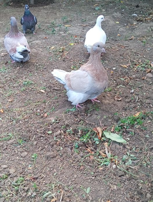 Porumbei Mondain Francez