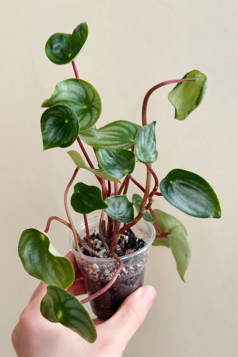 Пеперомия, бегонии, хлорофитумы