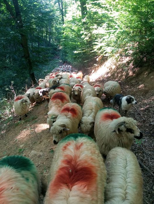 Oi de vânzare județul Hunedoara