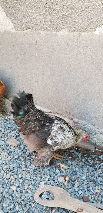 Vând rățoi și cocoși, de anul acesta.