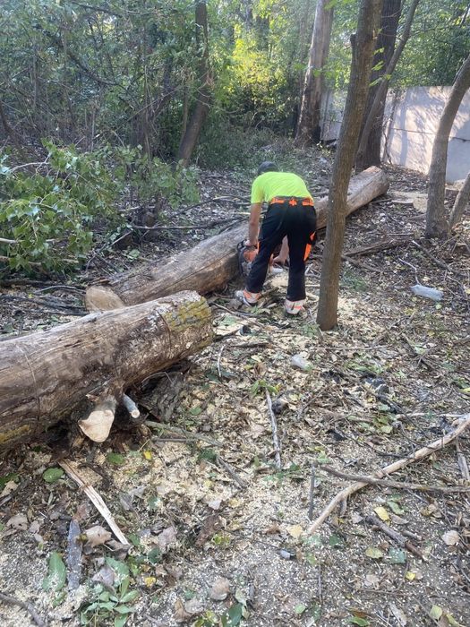 Taiere Copaci Periculoși/Alpinism utilitar