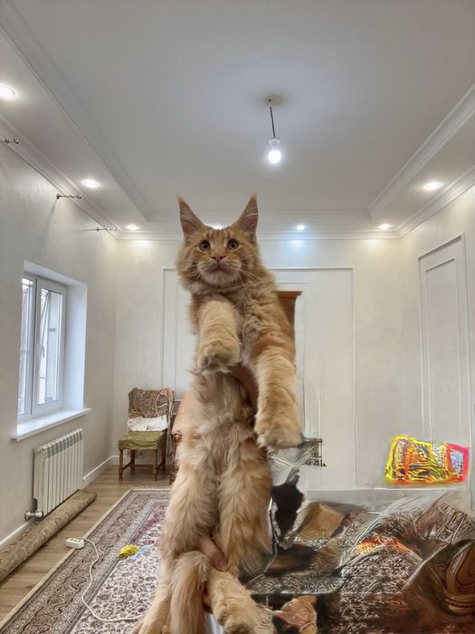 Котенок Мейн-кун