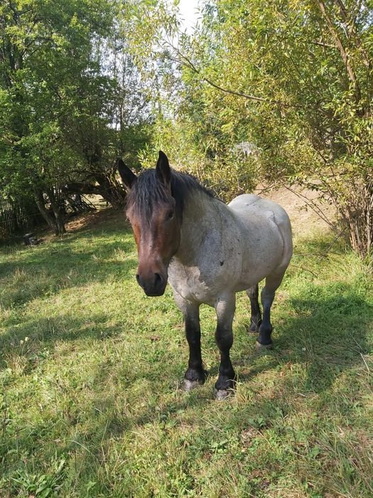 De vânzare cârlan ce nu este învățat la ham
