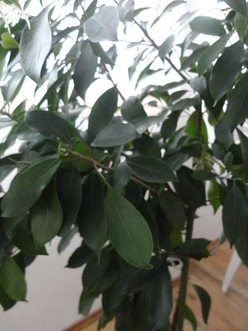 Ficus Benjamina cu frunze verzi
