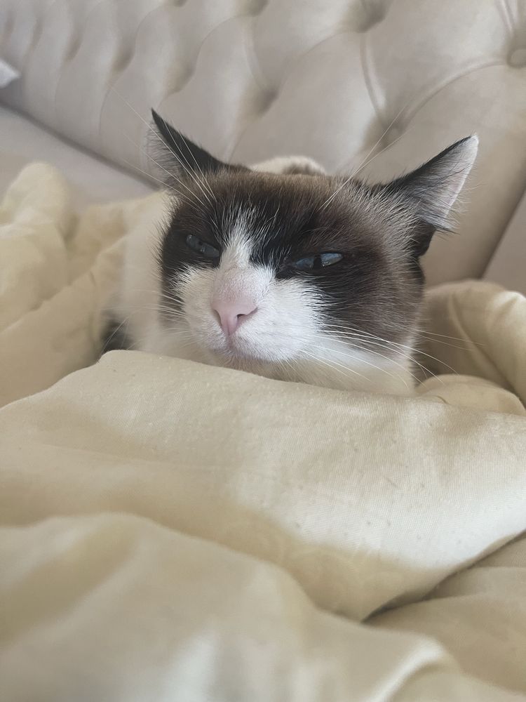 Ласковая кошка