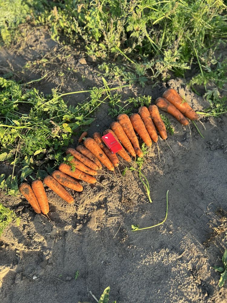 Продам морковь сорт Каролина