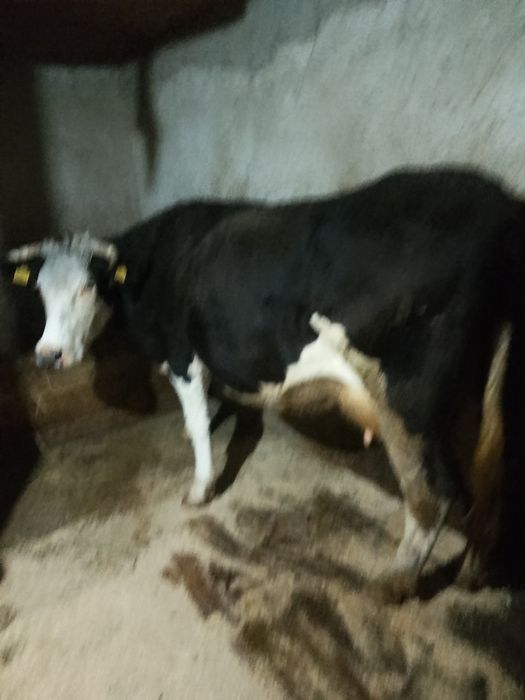 Vând vacă gestantă în 3 luni