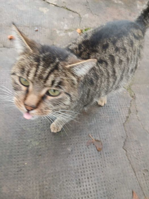 Donez pisica gri Oradea