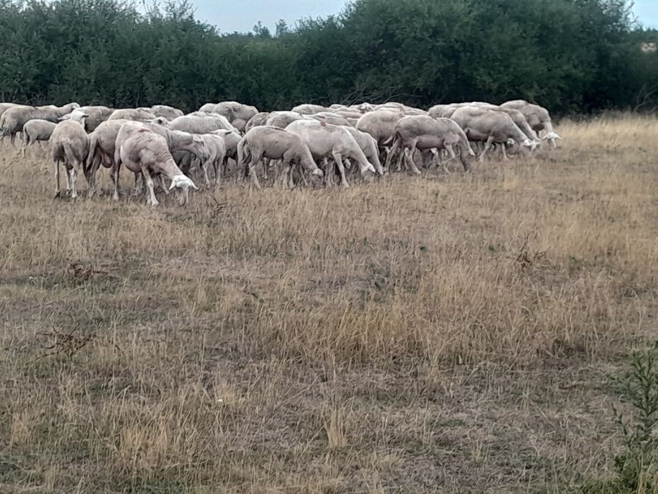 Oi lacune disponibile