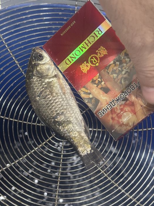 Продам мальков  для зимней рыбалки