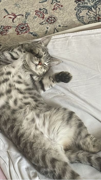 Отдам кота срочно