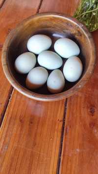 Яйца от пясъчна араукана