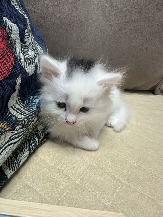 Отдам котенка белого пушистого