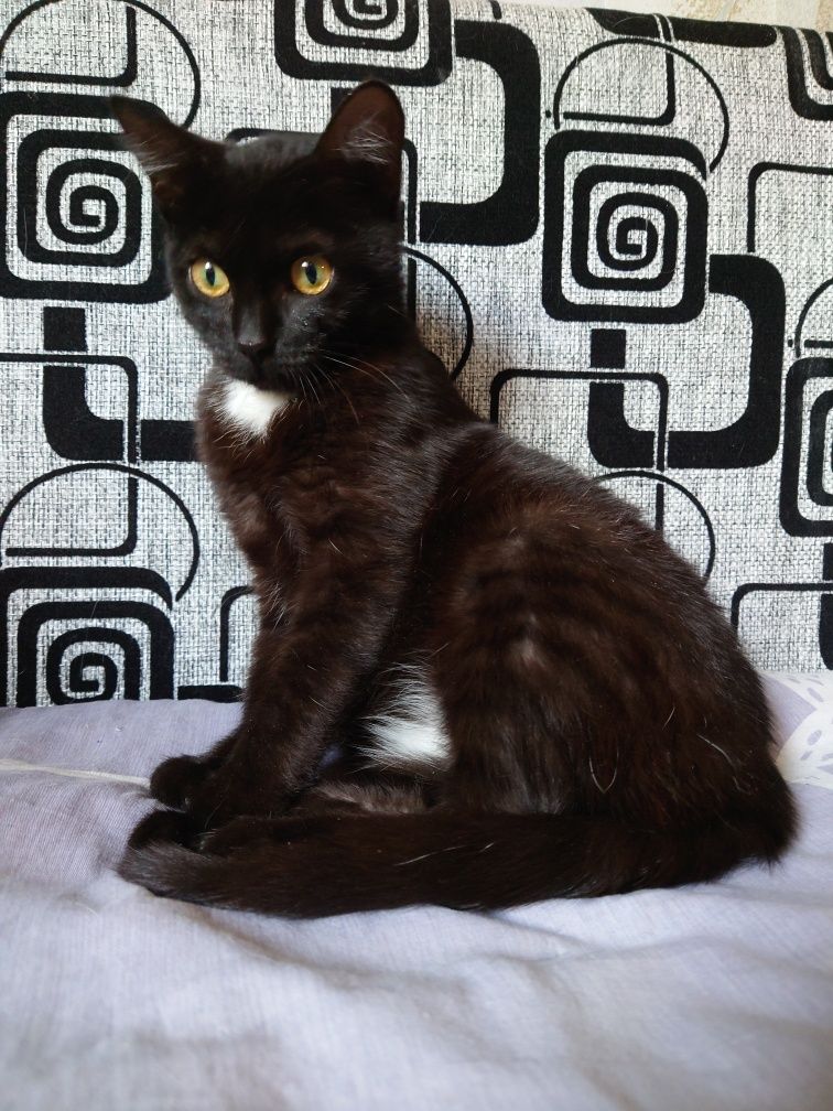 Котенок ищет дом