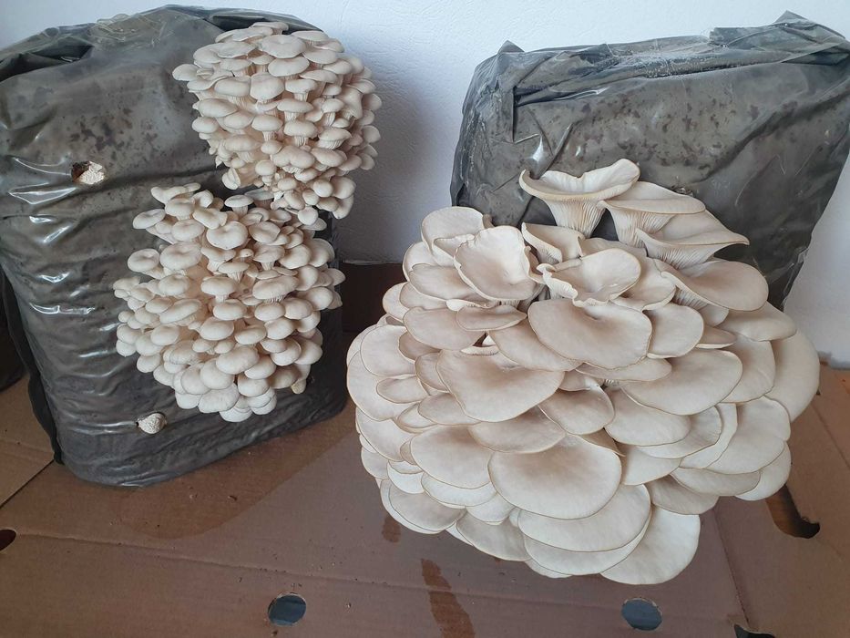 Compost gata pregatit insamantat cu Miceliu Pleurotus