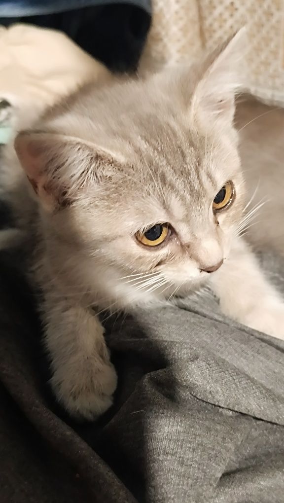 Котята домашние бесплатно