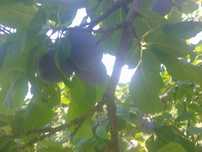 Prune centenar din livada proprie de vânzare
