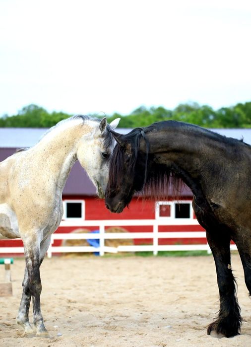 Pensiune cai langa Bucuresti