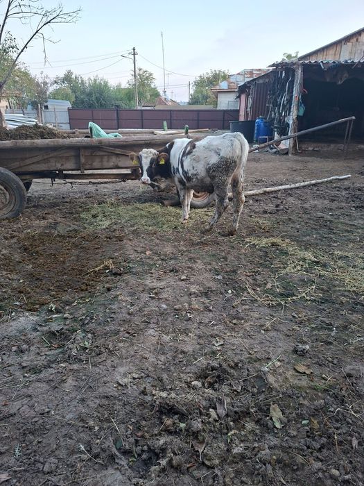 Viței de vânzare!!!