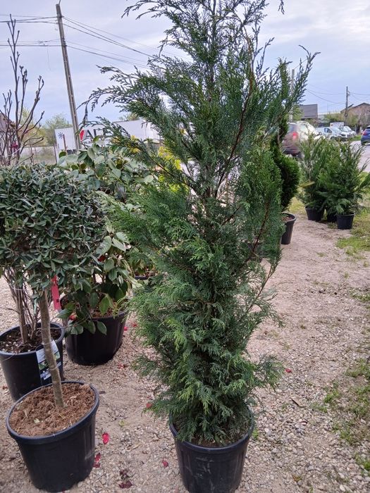 Verdeață tot timpul anului cu plante rezistente