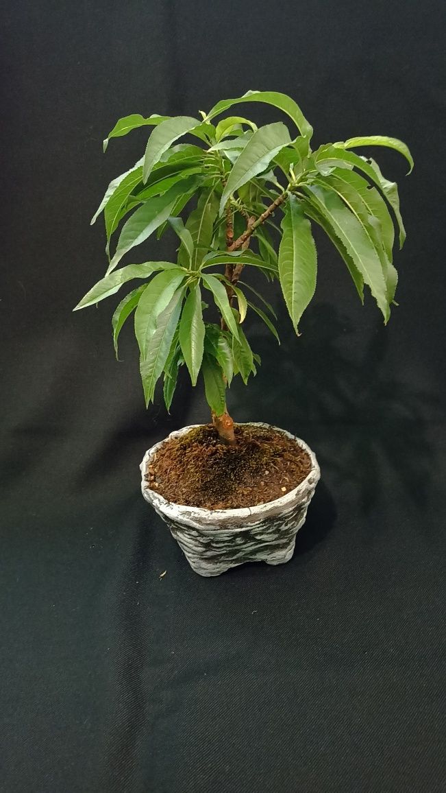 Бонсай праскова (prunus persica)