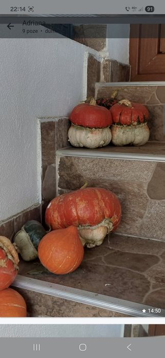 Tartacute dovleci ornamentali