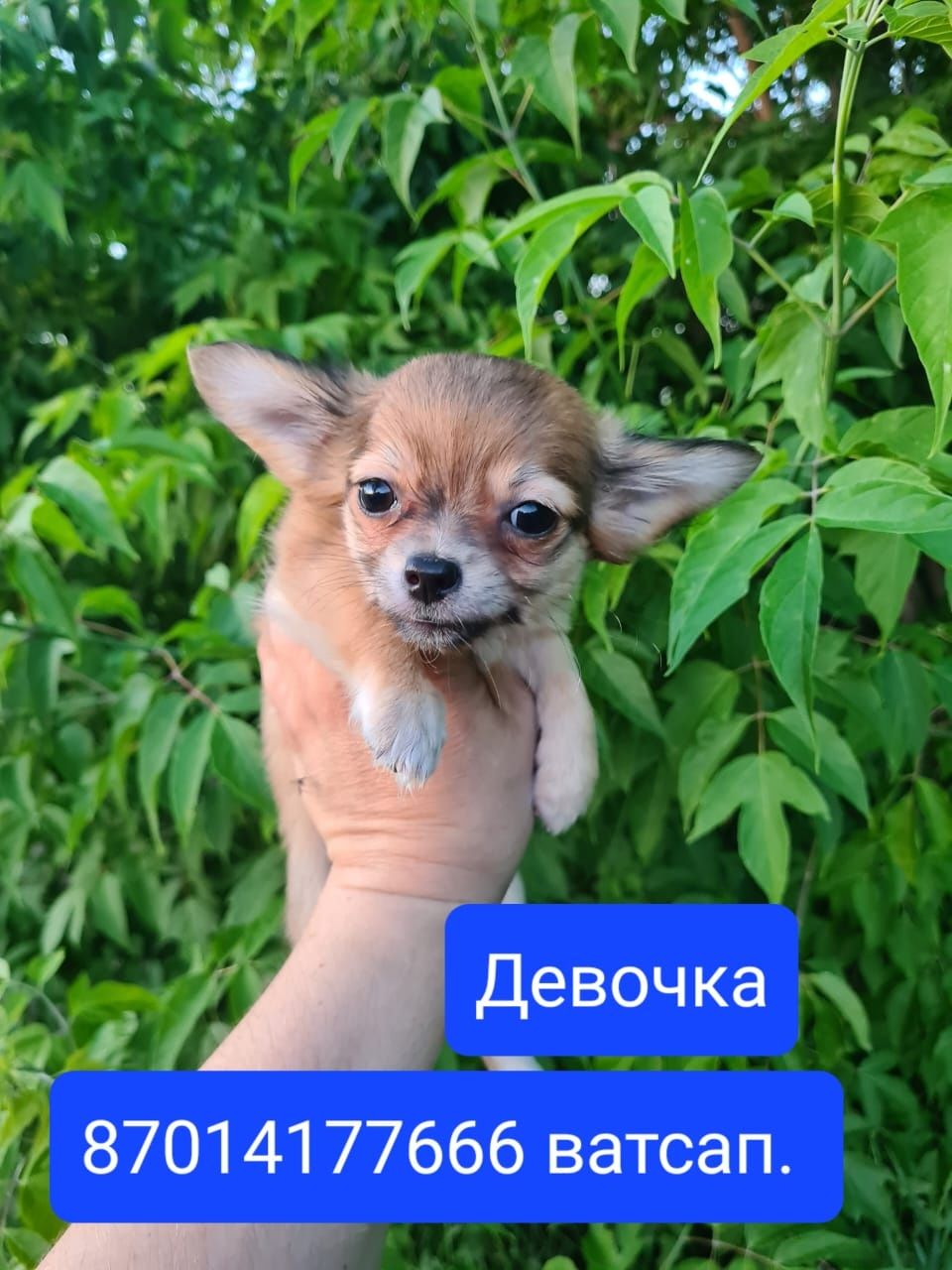 Продам щенков чихуахуа