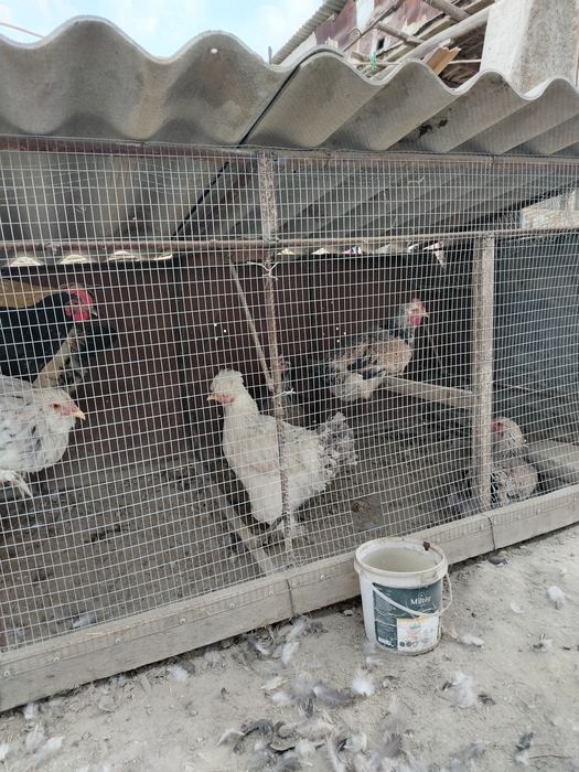 Брама Товуклари Сотилади