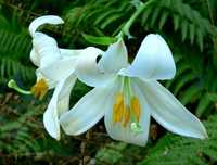 Луковицы лилии белоснежной (лилия кандидум)