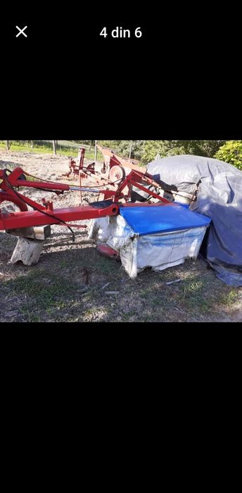 Cositoare mora italiana